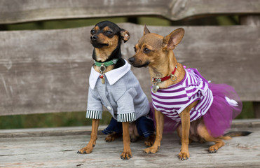 Dressed up dogs