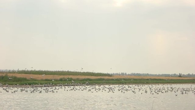 Group of seagulls on water. Gulls in slow-mo. Bird population studies.