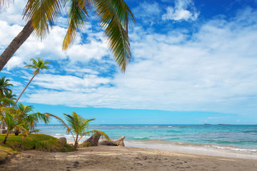 Perfect Caribbean beach. Palm tree above the sandy beach. Vacation concept.