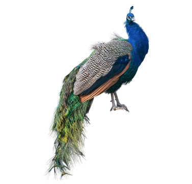 Fototapeta The big peacock