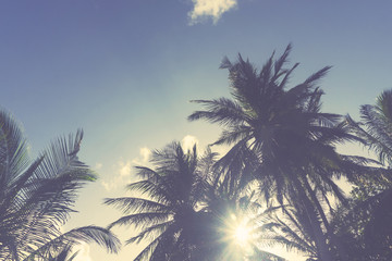 Fototapeta na wymiar Palm trees silhouette against sunset sky