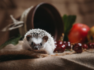 Little african hedgehog © grape_vein