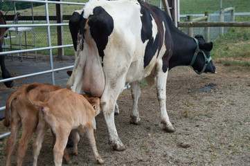 Cow nursing her young