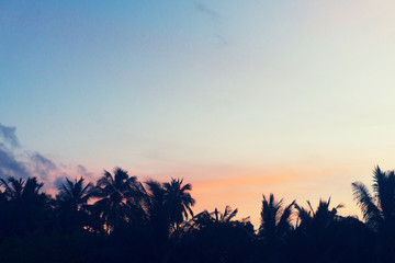 Palm trees silhouette against sunset sky