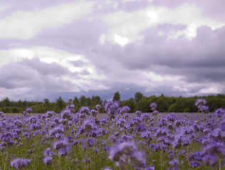 blue flower fields and dramatic sky