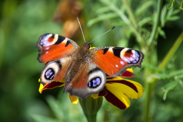 Peacock butterfly on a red and yellow flower