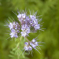 phacelia flowers for honey 