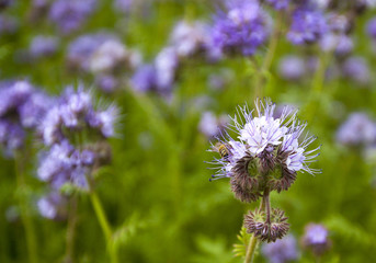 Fototapeta premium phacelia flowers and bees