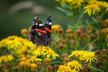 Red admiral butterfly with wings up on ragwort