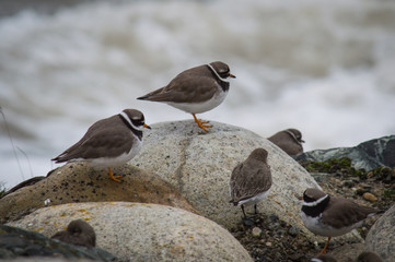 Ringed plovers with a rough sea in the background