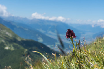 Schwarzes Kohlröschen (Nigritella nigra)