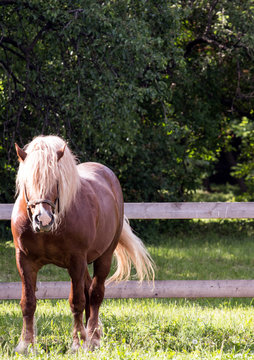 Close-up of handsome brown horse on the green field. Horse looking forward.