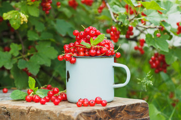 Metal mug with ripe red currant on the table