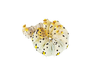 Caterpillar on a white background, close up