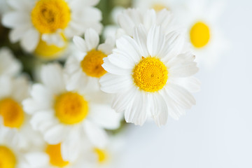 Chamomile or daisy flowers on white background. 
