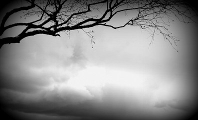 Single tree branch without leaves, black and white image, frame, postcard, spring, nature, background