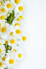 Chamomile or daisy flowers on white background. 