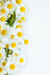 Obraz premium Chamomile or daisy flowers on white background. 
