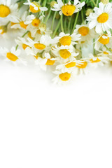 Naklejka na ściany i meble Chamomile or daisy flowers on white background. 