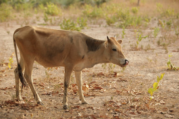 small funny bull