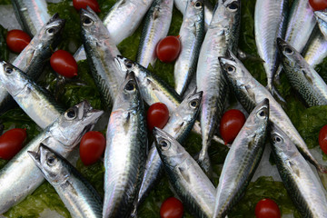 Mackerel Fish on ice