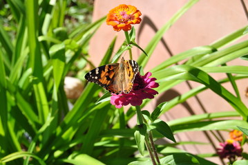 Schmetterling auf Blume © Markus