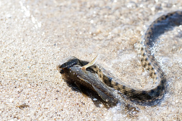 Snake on the hunt