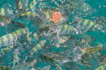 Naklejka na ściany i meble Fische in der Andamanensee