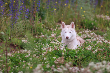Funny Young Husky Puppy Dog Sit In Green Grass In Summer Park Outdoor.