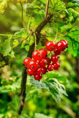 bush of red currant growing in a garden.Background of red currant. Ripe red currants close-up as background. Harvest the ripe berries of red currants.Summer Harvest