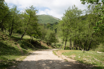 Strada forestale verso Monte Cervati, da Sanza, Parco Nazionale del Cilento e Vallo di Diano, primavera 