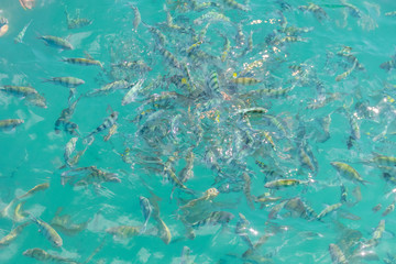 Fische in der Andamanensee