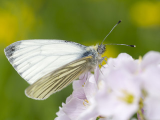 Auf einer Wiese sitzt ein Schmetterling (Rapsweißling) auf einer Blüte.