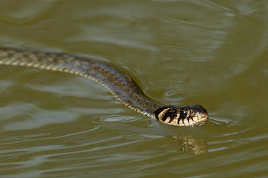 Ringelnatter schwimmt im Wasser