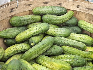 Raw cucumbers for pickles