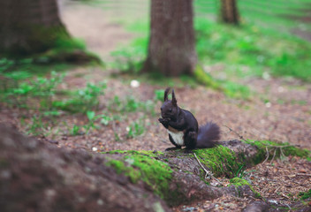 Obraz na płótnie Canvas Dark brown squirrel