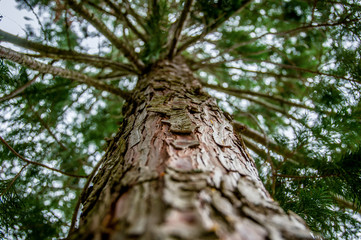 Pine tree viewed from the bottom 