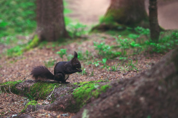 Dark brown squirrel