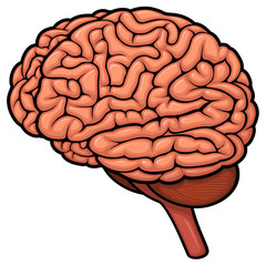 Vector illustration of a human brain.
