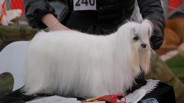 Maltese dog on competition