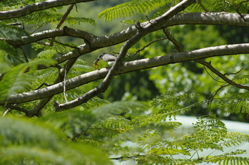 A bird on a branch consuming a tiny frog.