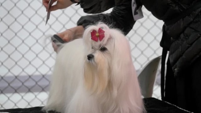 Maltese dog on competition