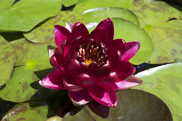 N&eacute;nuphar noir "Black Princess"