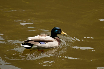 A duck swimming in the lake