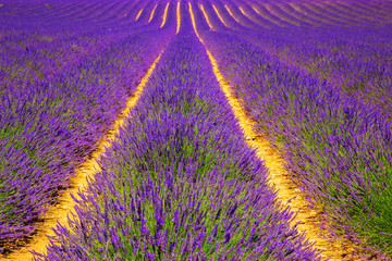 Naklejka na ściany i meble Blooming lavender field.