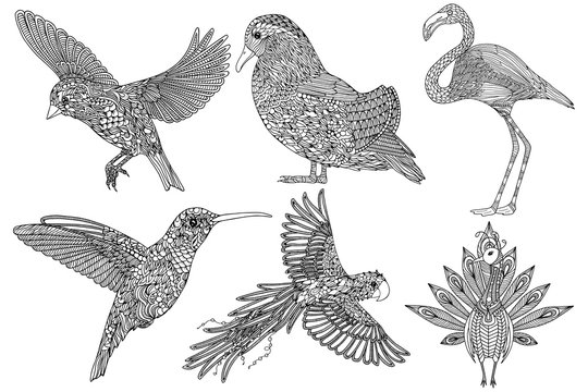 Collection of hand-drawn  birds. Coloring page for adults