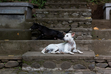 Wilde Hunde in hinduistischer Tempelanlage - Bali - Indonesien