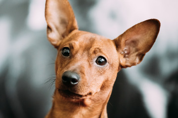 Naklejka na ściany i meble Red Young Brown Miniature Pinscher Pincher Min Pin Close Up Portrait