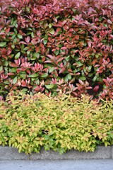 Background texture of plant with colorful leaves
