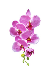 Fototapeta na wymiar Pink artificial orchid flower isolated